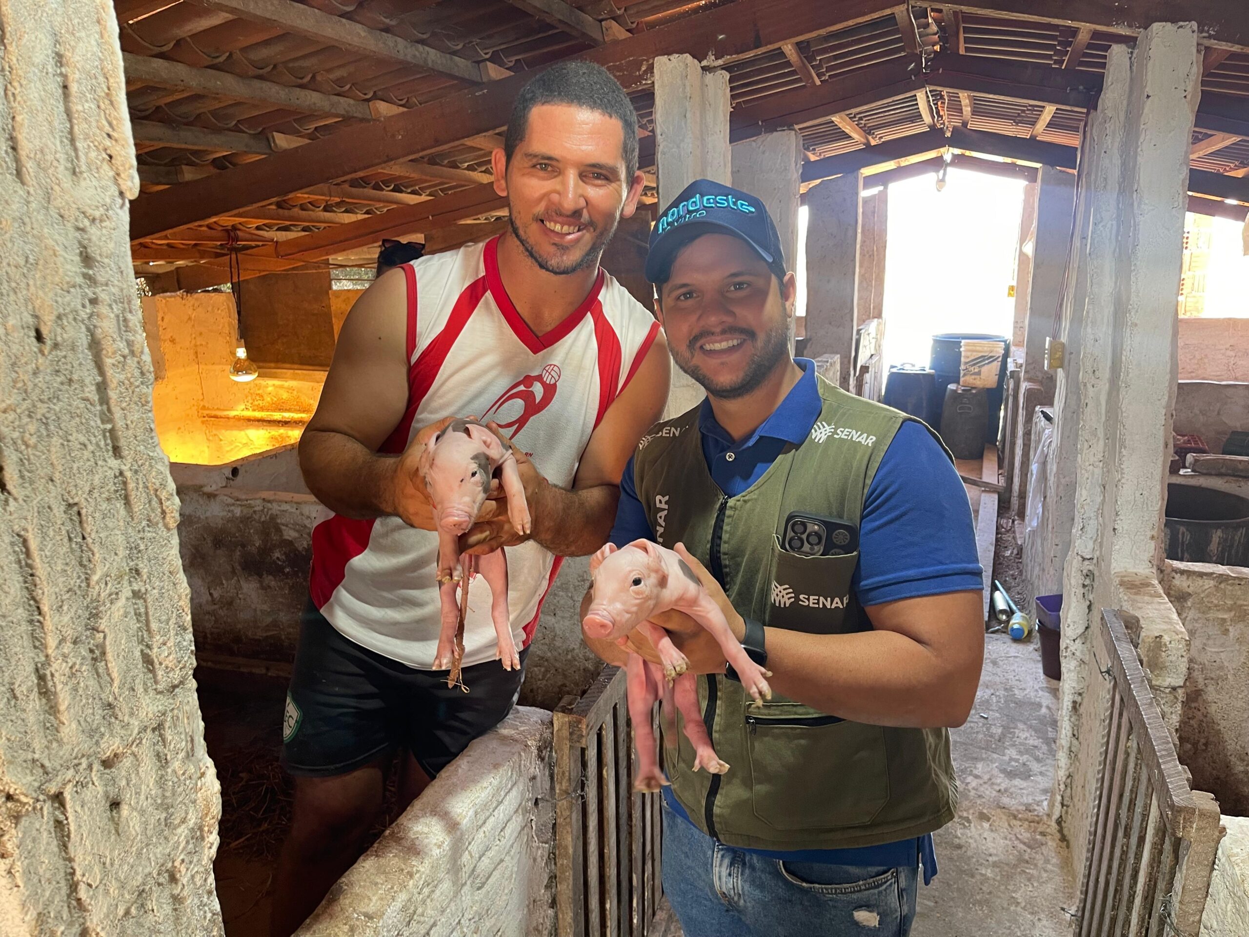 Senar-RN transforma produção de suínos e aumenta lucro de produtor na Serra do Cajueiro